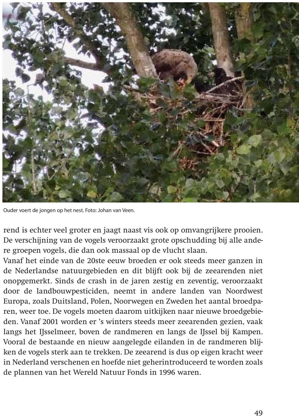 Vanaf het einde van de 20ste eeuw broeden er ook steeds meer ganzen in de Nederlandse natuurgebieden en dit blijft ook bij de zeearenden niet onopgemerkt.