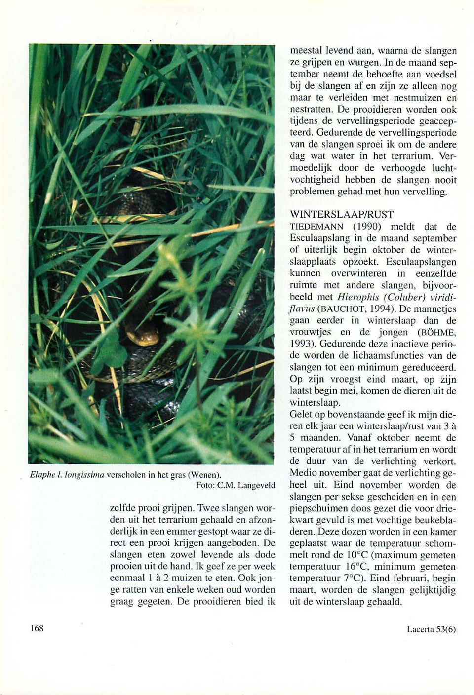 Yermoedelijk door de verhoogde luchtvochtigheid hebben de slangen nooit problemen gehad met hun vervelling. Elaphe I. /ongissima verscholen in het gras (Wenen). Foto: C.M.