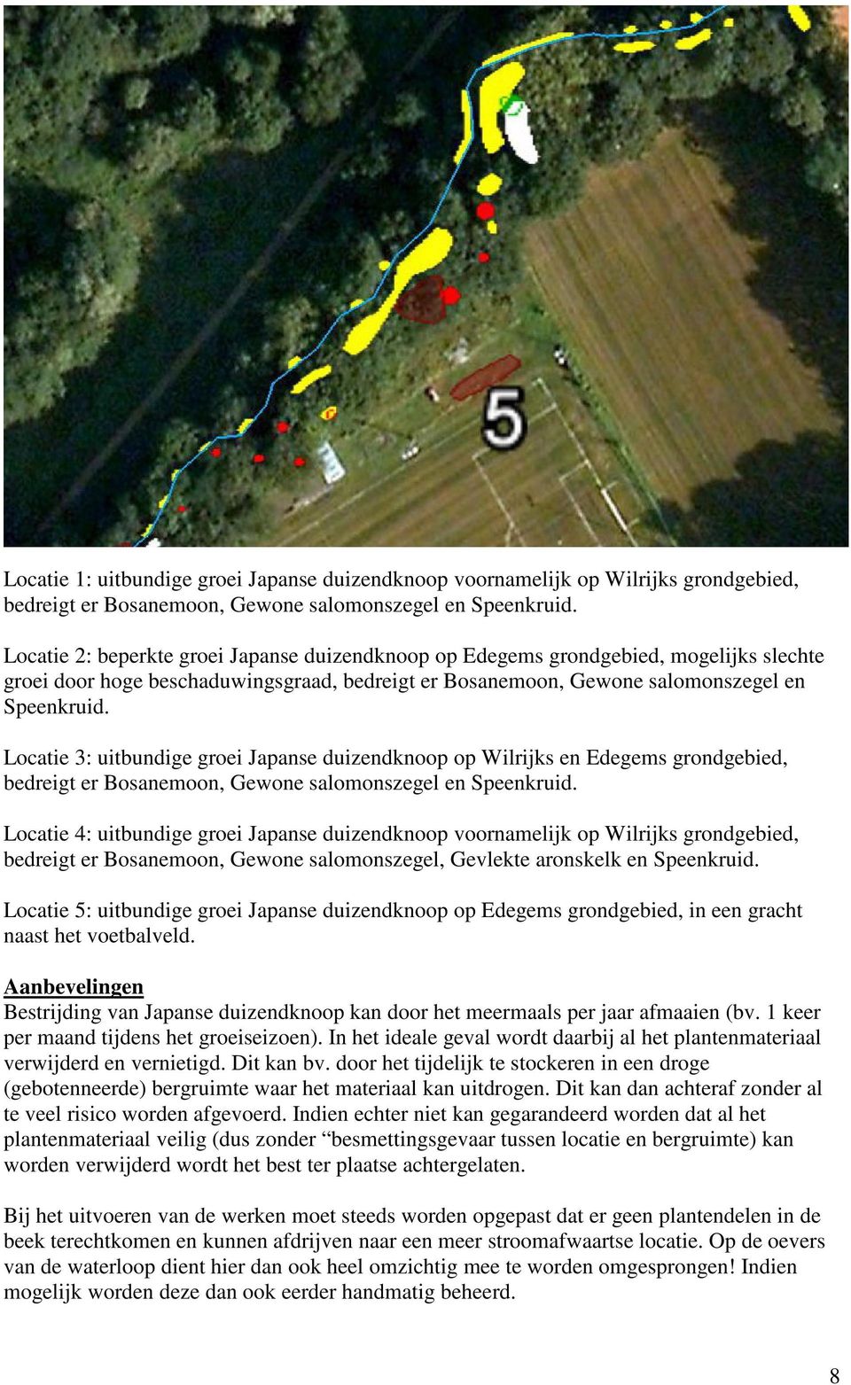 Locatie 3: uitbundige groei Japanse duizendknoop op Wilrijks en Edegems grondgebied, bedreigt er Bosanemoon, Gewone salomonszegel en Speenkruid.