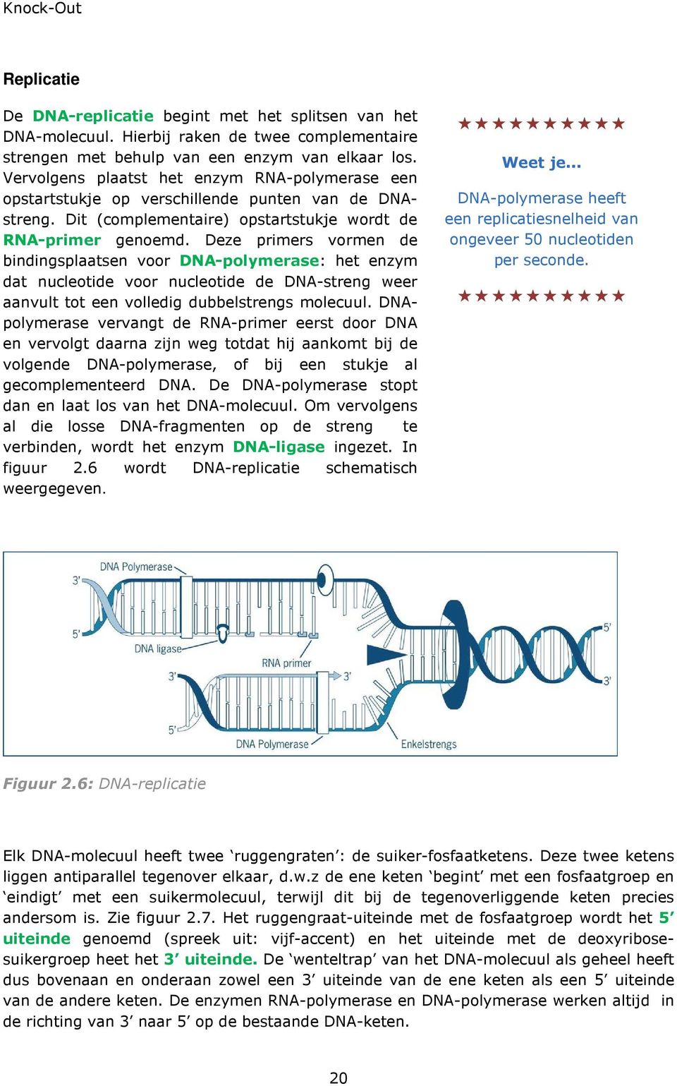 Deze primers vormen de bindingsplaatsen voor DNA-polymerase: het enzym dat nucleotide voor nucleotide de DNA-streng weer aanvult tot een volledig dubbelstrengs molecuul.