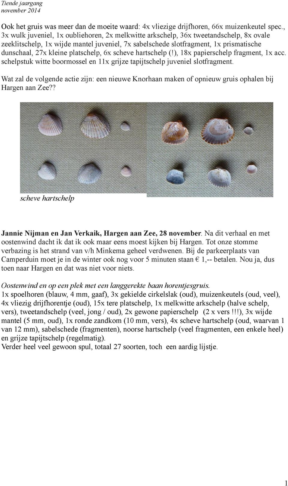 platschelp, 6x scheve hartschelp (!), 18x papierschelp fragment, 1x acc. schelpstuk witte boormossel en 11x grijze tapijtschelp juveniel slotfragment.