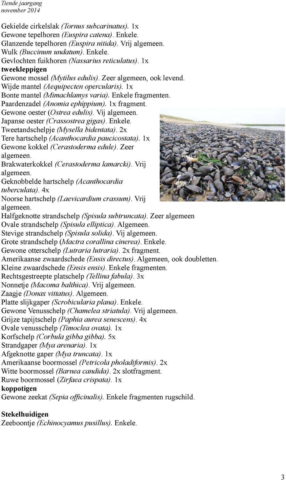 Paardenzadel (Anomia ephippium). 1x fragment. Gewone oester (Ostrea edulis). Vij Japanse oester (Crassostrea gigas). Enkele. Tweetandschelpje (Mysella bidentata).