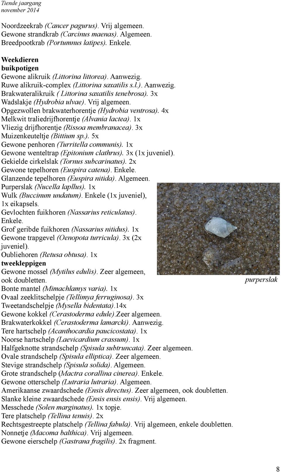 4x Melkwit traliedrijfhorentje (Alvania lactea). 1x Vliezig drijfhorentje (Rissoa membranacea). 3x Muizenkeuteltje (Bittium sp.). 5x Gewone penhoren (Turritella communis).