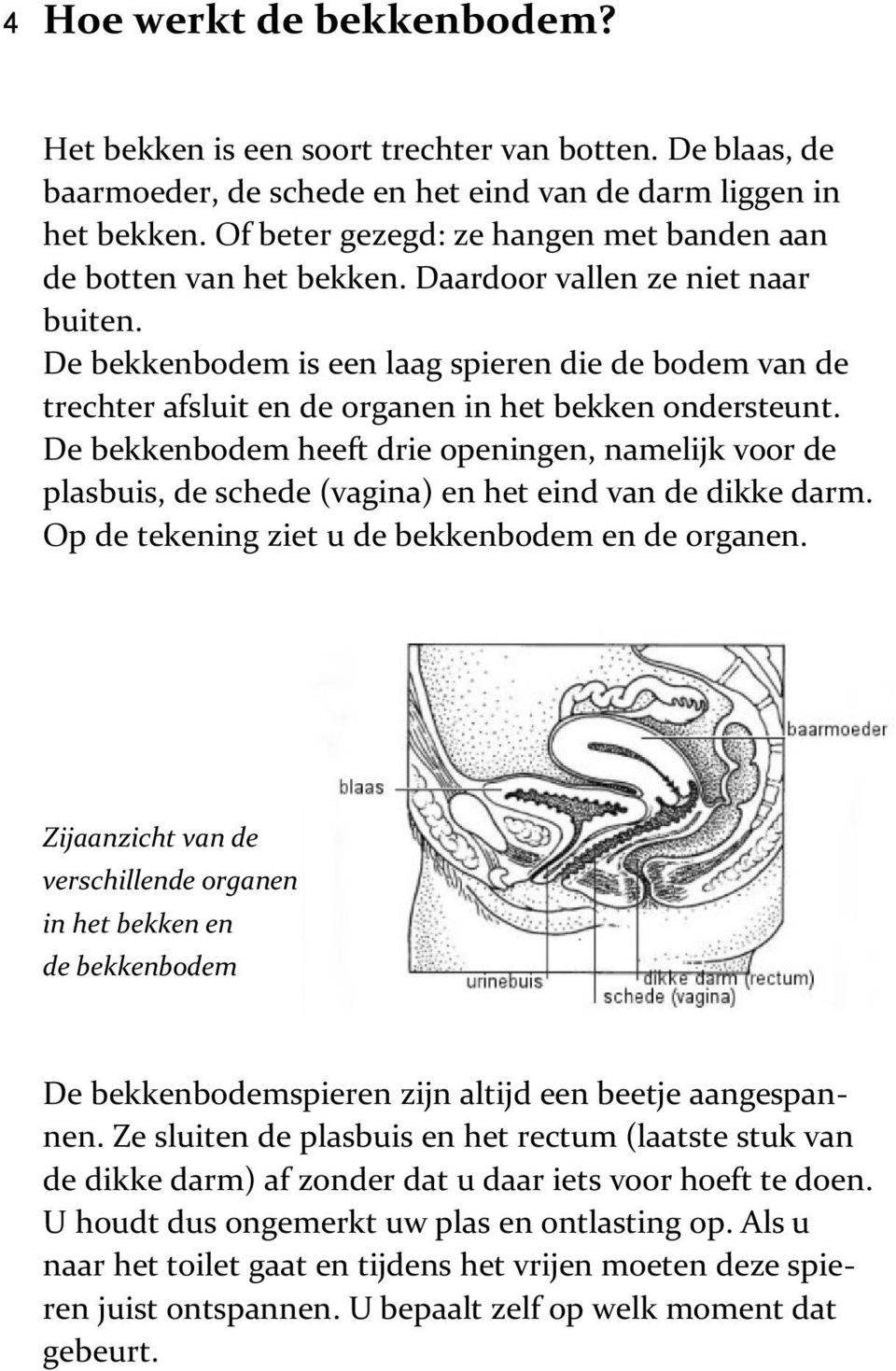 De bekkenbodem is een laag spieren die de bodem van de trechter afsluit en de organen in het bekken ondersteunt.