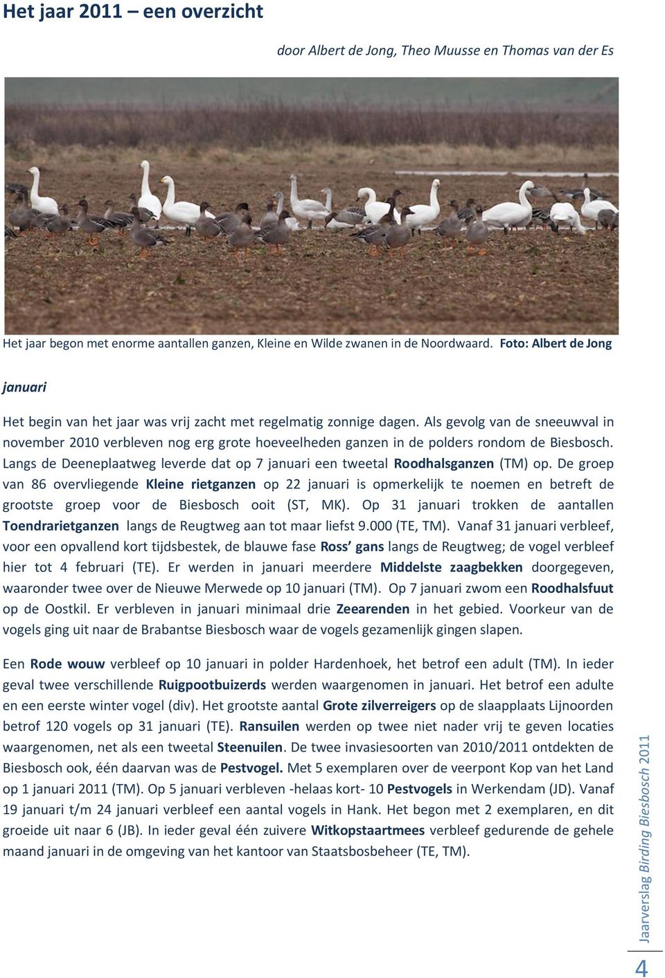 Als gevolg van de sneeuwval in november 2010 verbleven nog erg grote hoeveelheden ganzen in de polders rondom de Biesbosch.