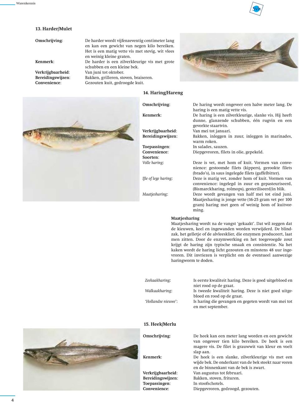 Haring/Hareng Volle haring: IJle of lege haring: Maatjesharing: De haring wordt ongeveer een halve meter lang. De haring is een matig vette vis. De haring is een zilverkleurige, slanke vis.