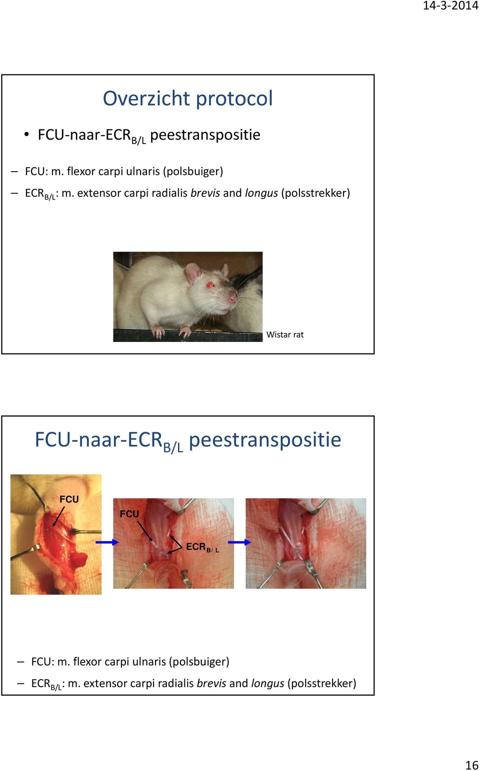 extensor carpi radialis brevis and longus (polsstrekker) Wistar rat FCU naar ECR B/L