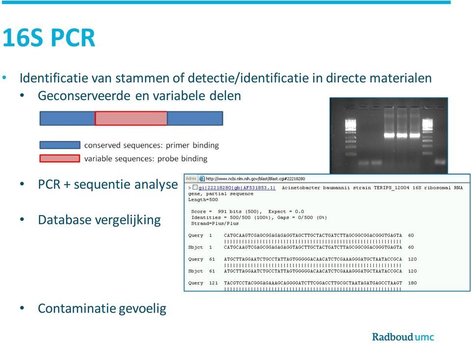 Geconserveerde en variabele delen PCR +