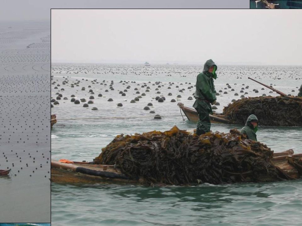 producent: Sanggou Bay in Noord-China 200 000 ton kamschelp