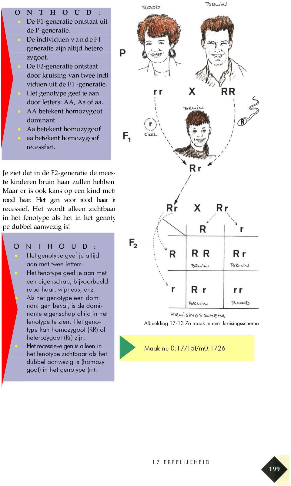 Aa betekent homozygoof aa betekent homozygoof recessfiet. Je ziet dat in de F2-generatie de meeste kinderen bruin haar zullen hebben. Maar er is ook kans op een kind mett rood haar.