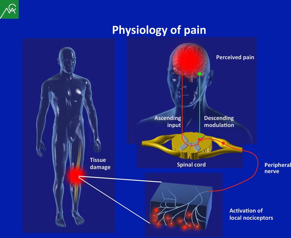 modula8on Tissue damage Spinal cord