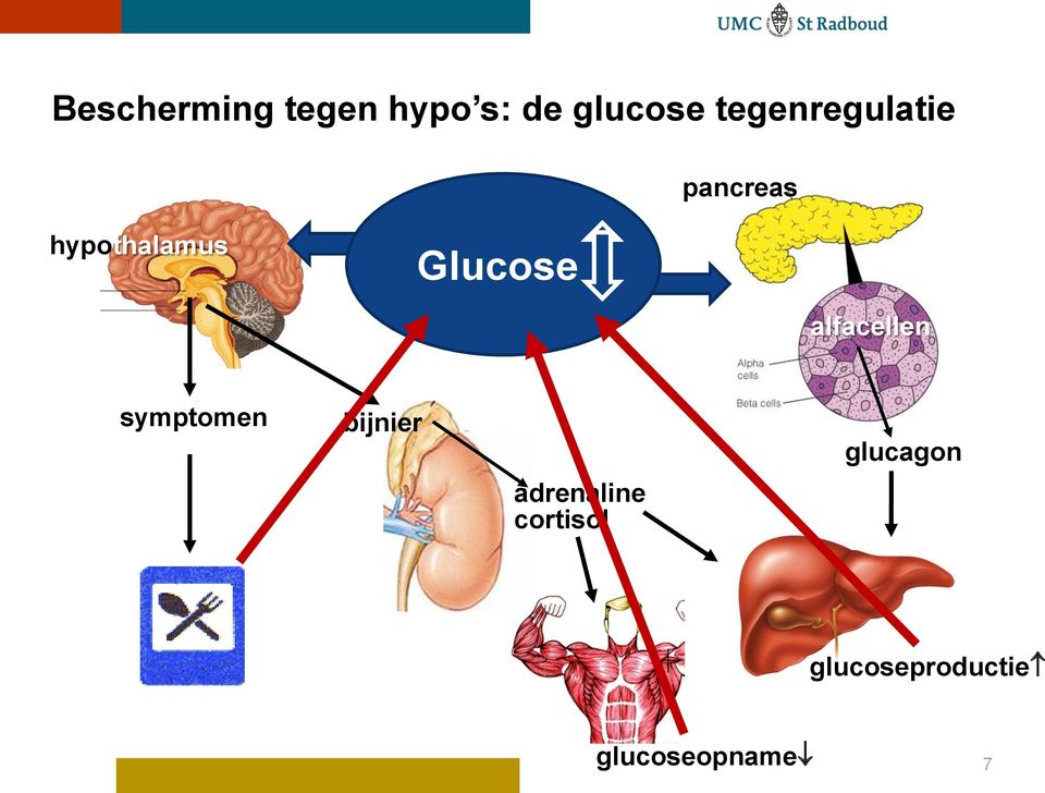 Glucose alfacellen symptomen bijnier