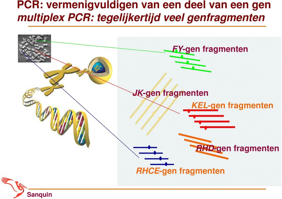 genfragmenten FY-gen fragmenten JK-gen