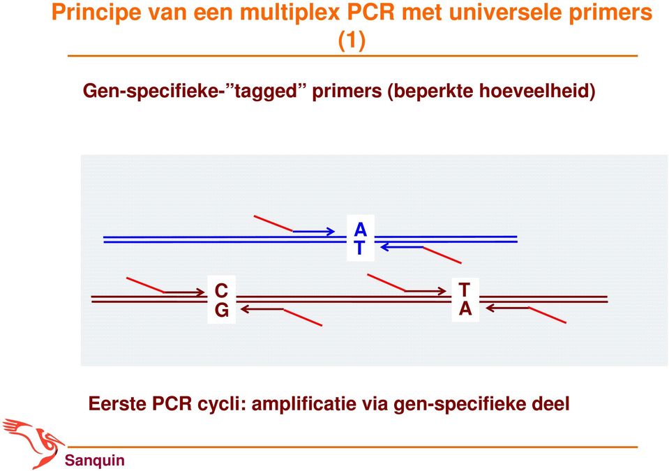 tagged primers (beperkte hoeveelheid) A T C