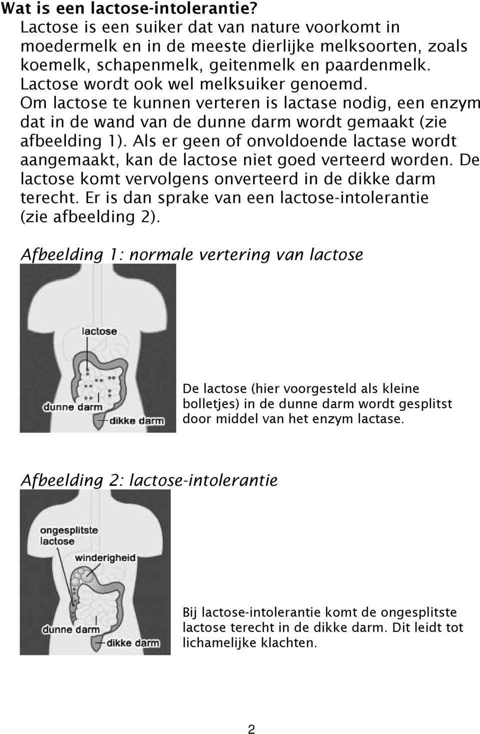 Als er geen of onvoldoende lactase wordt aangemaakt, kan de lactose niet goed verteerd worden. De lactose komt vervolgens onverteerd in de dikke darm terecht.
