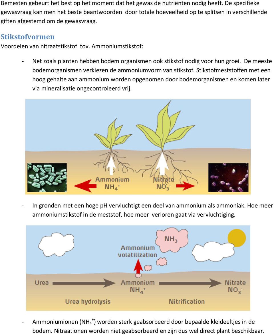 Ammoniumstikstof: - Net zoals planten hebben bodem organismen ook stikstof nodig voor hun groei. De meeste bodemorganismen verkiezen de ammoniumvorm van stikstof.