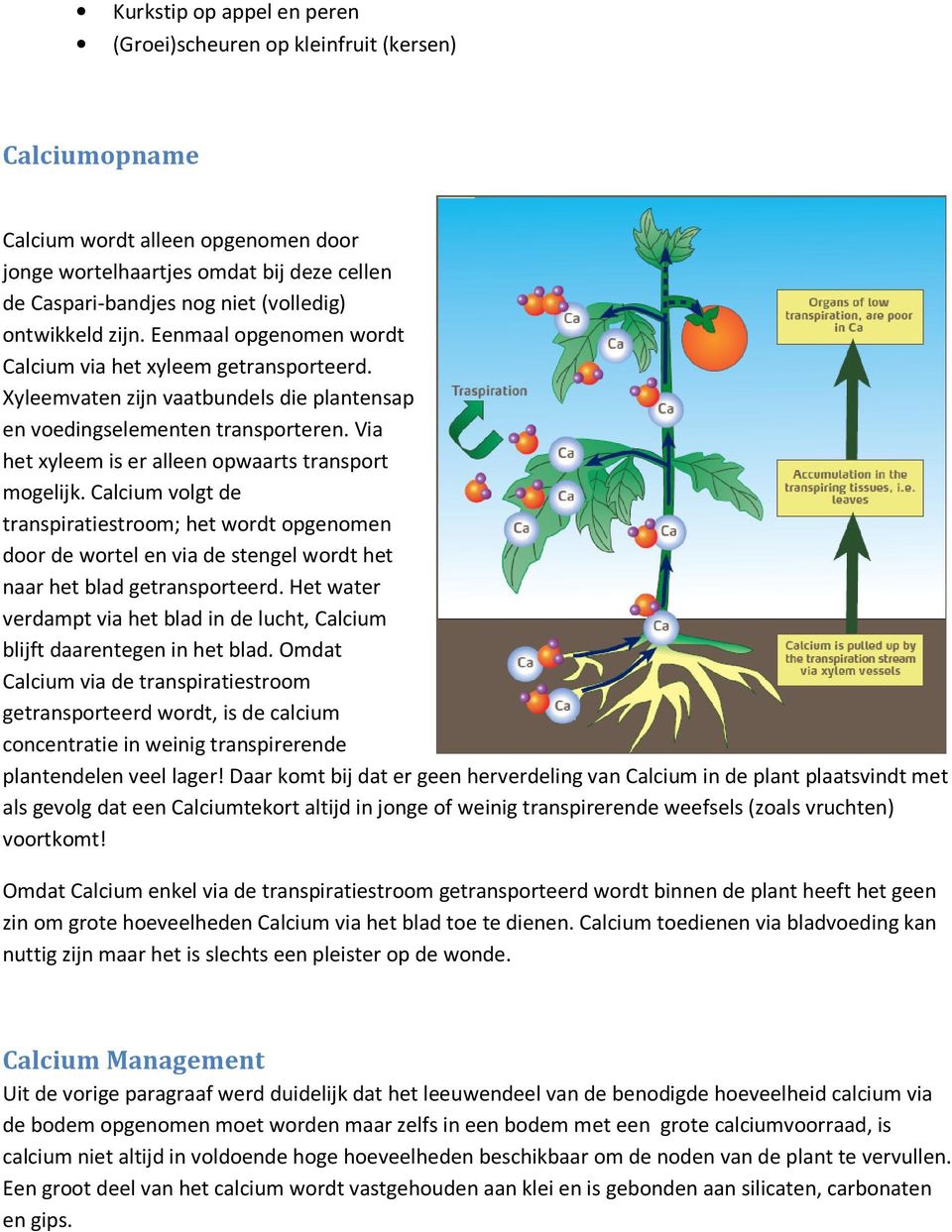 Via het xyleem is er alleen opwaarts transport mogelijk. Calcium volgt de transpiratiestroom; het wordt opgenomen door de wortel en via de stengel wordt het naar het blad getransporteerd.