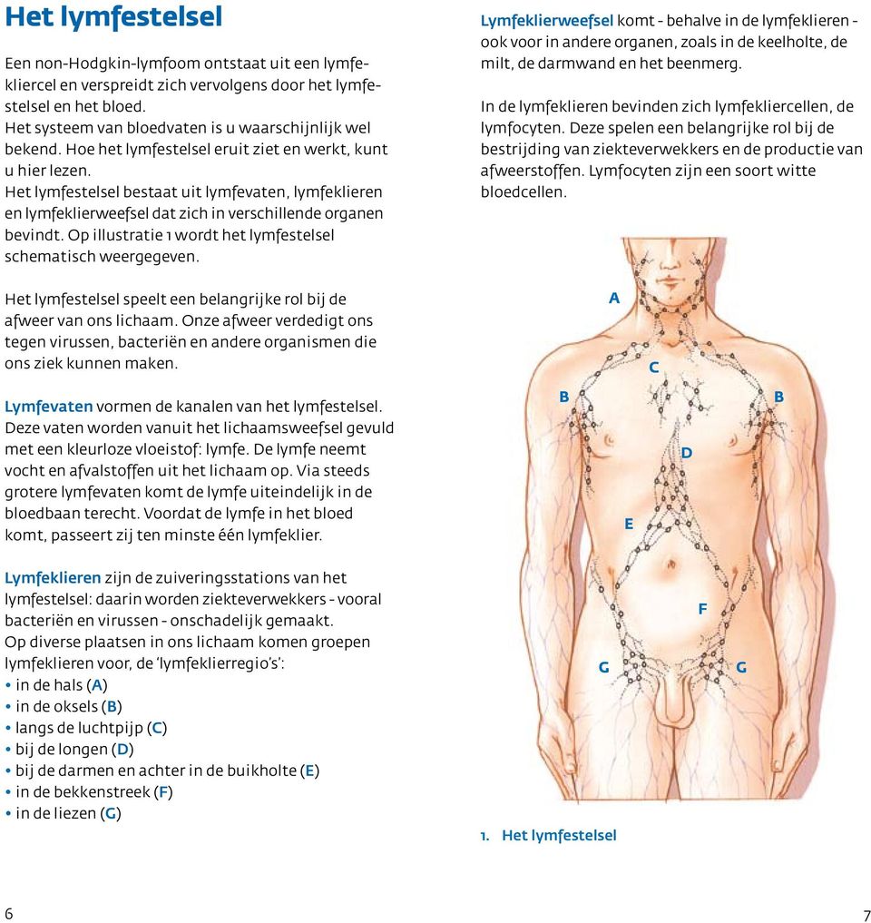 Op illustratie 1 wordt het lymfestelsel schematisch weergegeven.