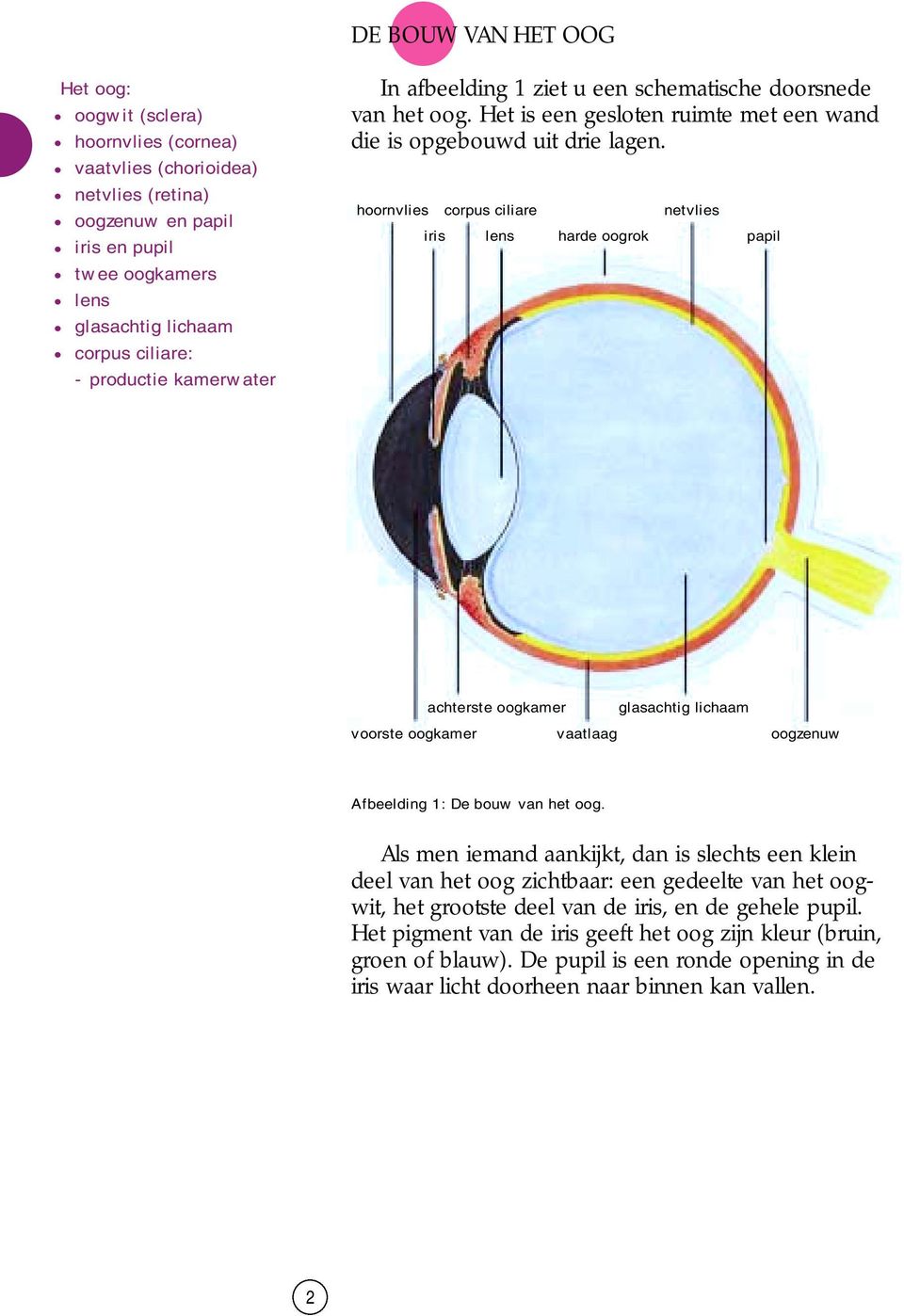 hoornvlies corpus ciliare netvlies iris lens harde oogrok papil achterste oogkamer glasachtig lichaam voorste oogkamer vaatlaag oogzenuw Afbeelding 1: De bouw van het oog.