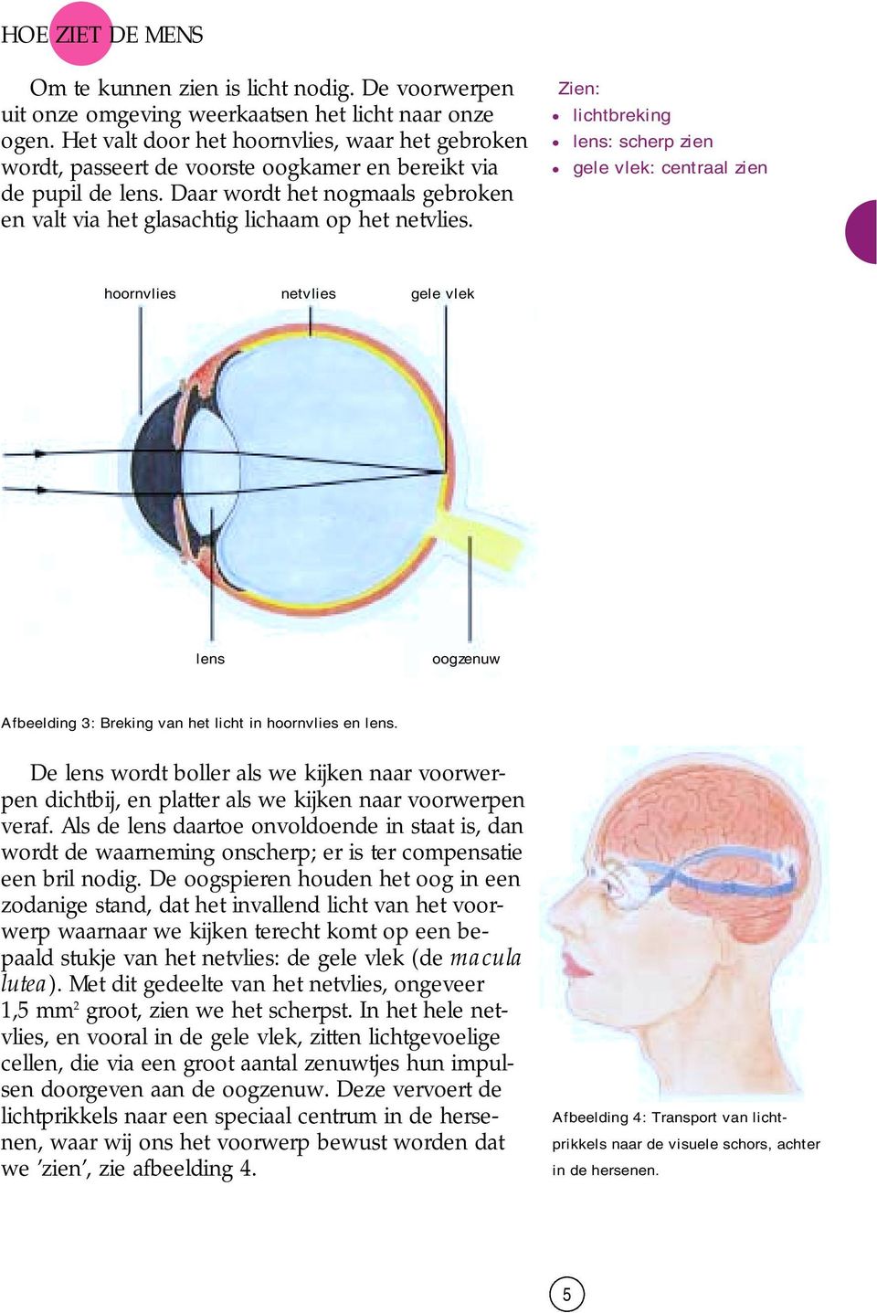 Daar wordt het nogmaals gebroken en valt via het glasachtig lichaam op het netvlies.