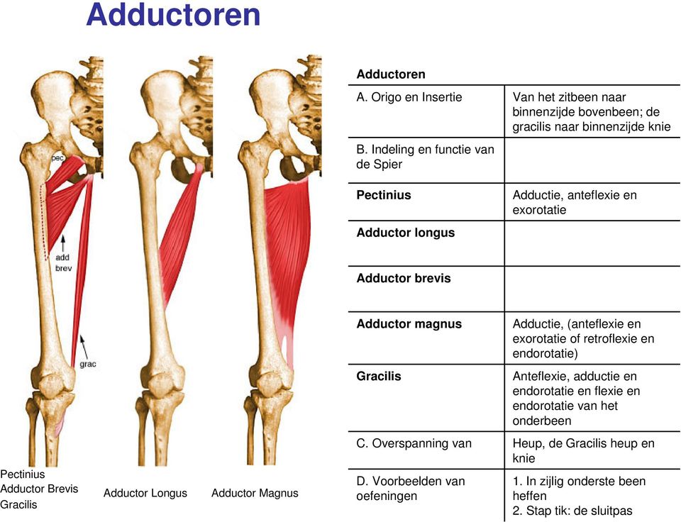 anteflexie en exorotatie Adductor brevis Pectinius Adductor Brevis Adductor Longus Adductor Magnus Gracilis Adductor magnus Gracilis C.