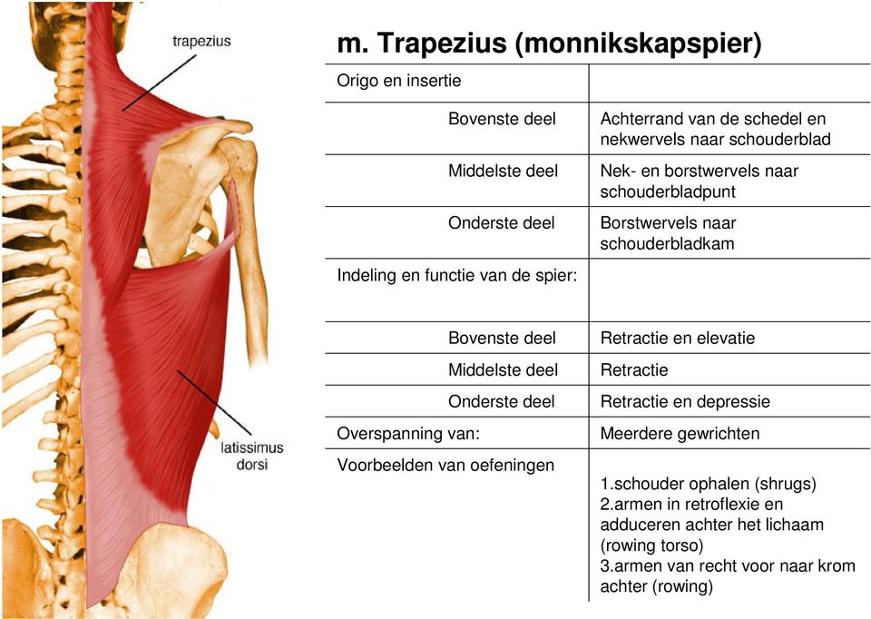 Middelste deel Onderste deel Overspanning van: Voorbeelden van oefeningen Retractie en elevatie Retractie Retractie en depressie Meerdere