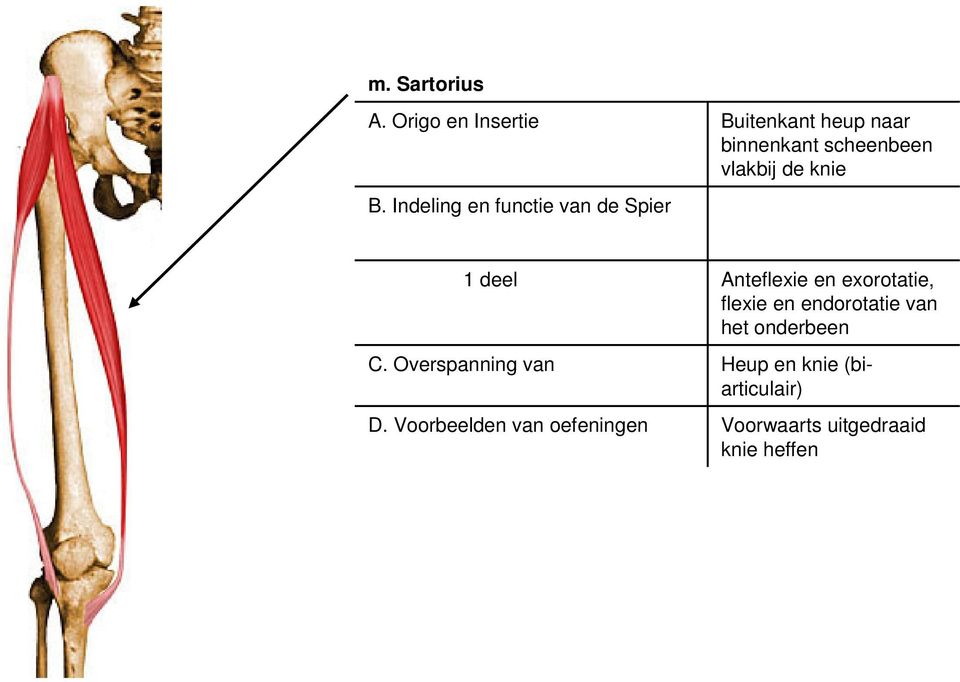 vlakbij de knie 1 deel C. Overspanning van D.