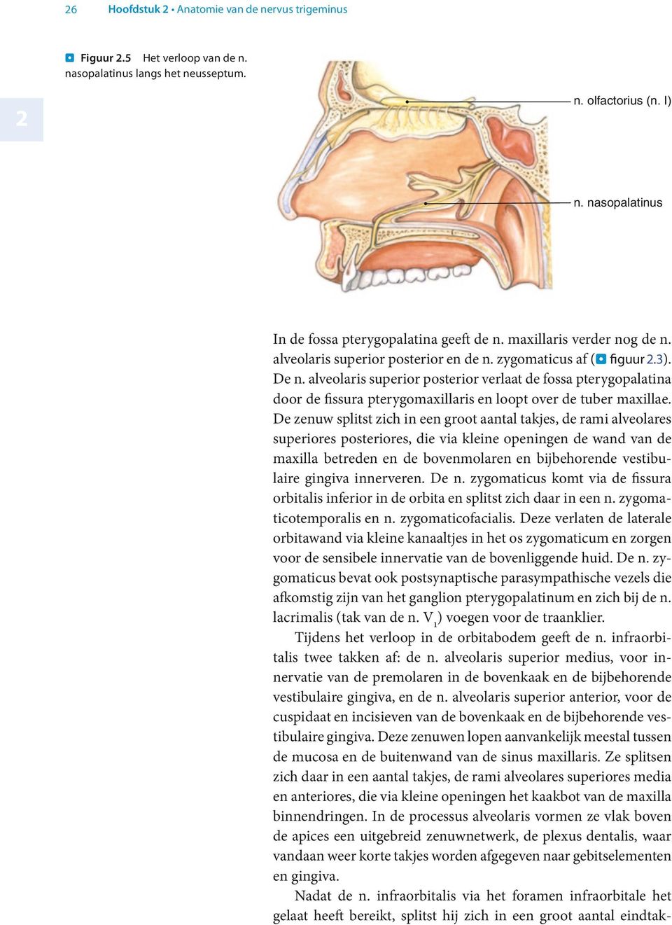 alveolaris superior posterior verlaat de fossa pterygopalatina door de fissura pterygomaxillaris en loopt over de tuber maxillae.