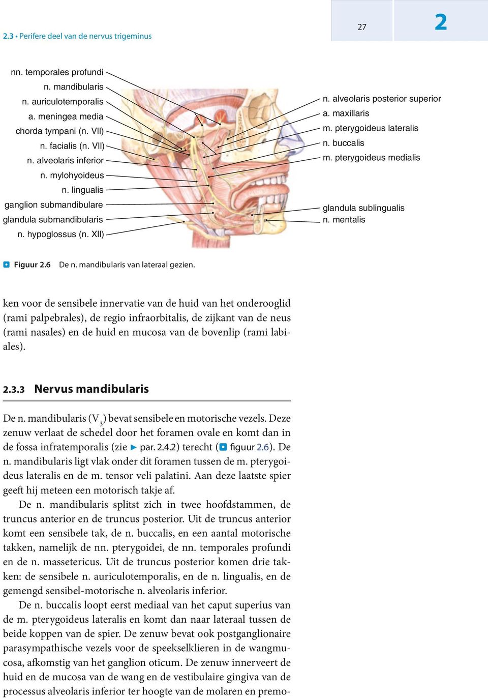 pterygoideus medialis glandula sublingualis n. mentalis. Figuur.6 De n. mandibularis van lateraal gezien.