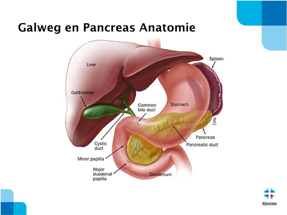 Anatomie