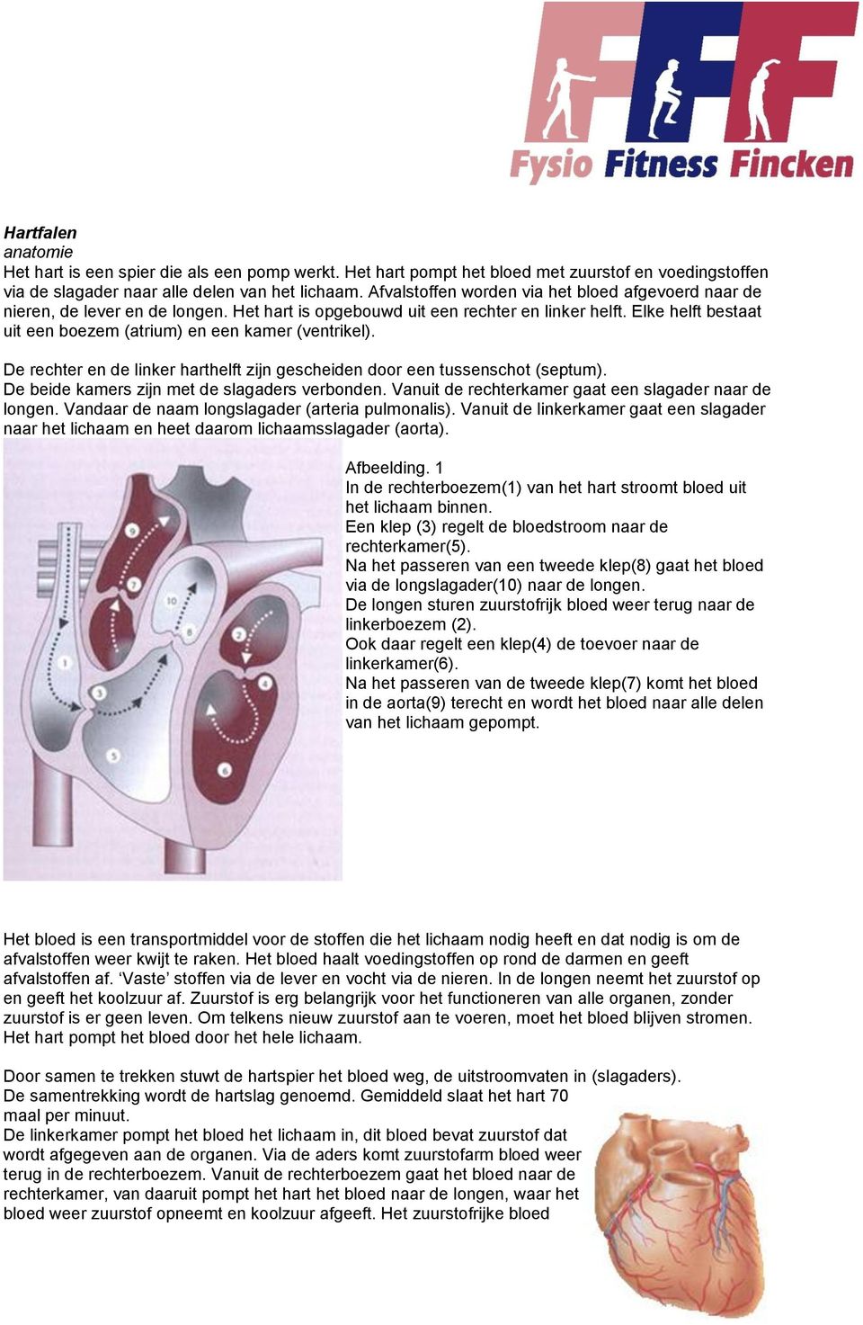 Elke helft bestaat uit een boezem (atrium) en een kamer (ventrikel). De rechter en de linker harthelft zijn gescheiden door een tussenschot (septum). De beide kamers zijn met de slagaders verbonden.