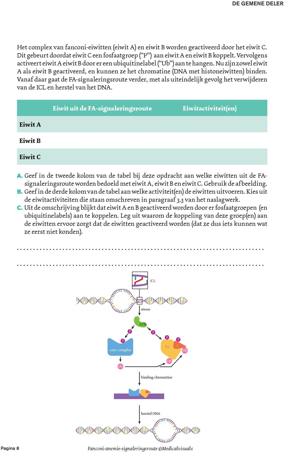 Vanaf daar gaat de FA-signaleringsroute verder, met als uiteindelijk gevolg het verwijderen van de ICL en herstel van het DNA.