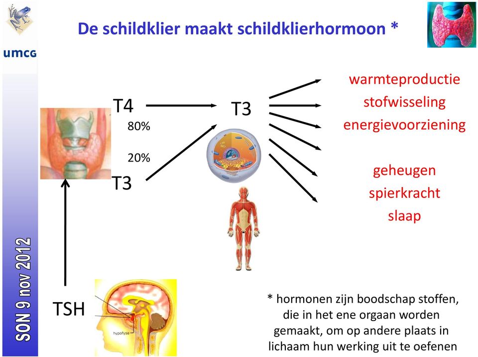 spierkracht slaap TSH * hormonen zijn boodschap stoffen, die in het