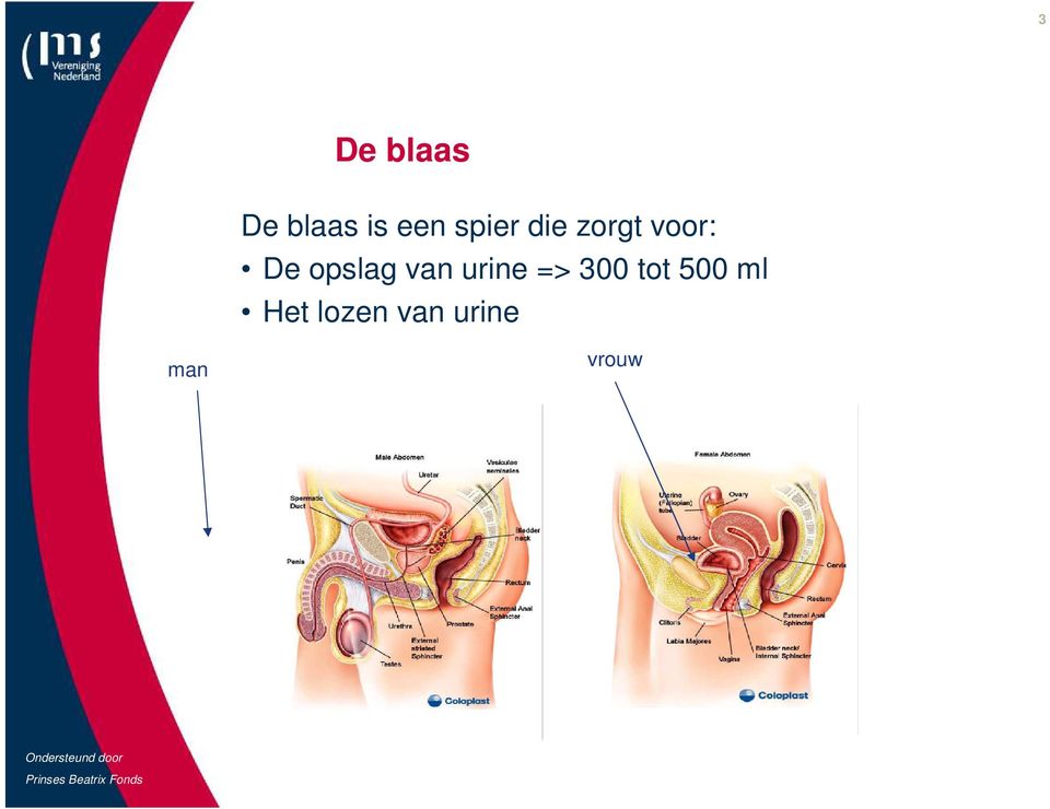 opslag van urine => 300 tot