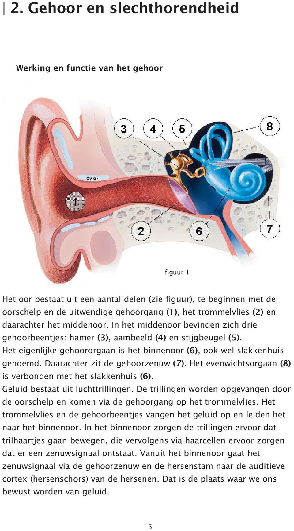 Het eigenlijke gehoororgaan is het binnenoor (6), ook wel slakkenhuis genoemd. Daarachter zit de gehoorzenuw (7). Het evenwichtsorgaan (8) is verbonden met het slakkenhuis (6).