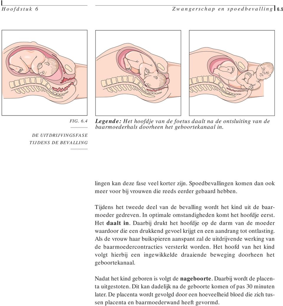 Tijdens het tweede deel van de bevalling wordt het kind uit de baarmoeder gedreven. In optimale omstandigheden komt het hoofdje eerst. Het daalt in.