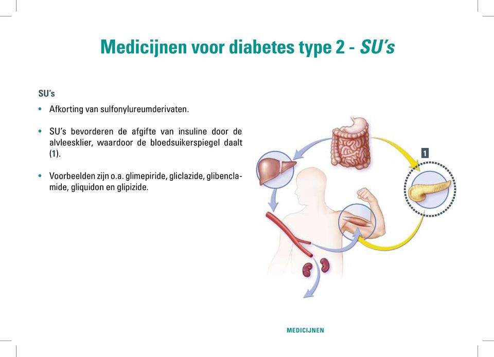 SU s bevorderen de afgifte van insuline door de alvleesklier, waardoor