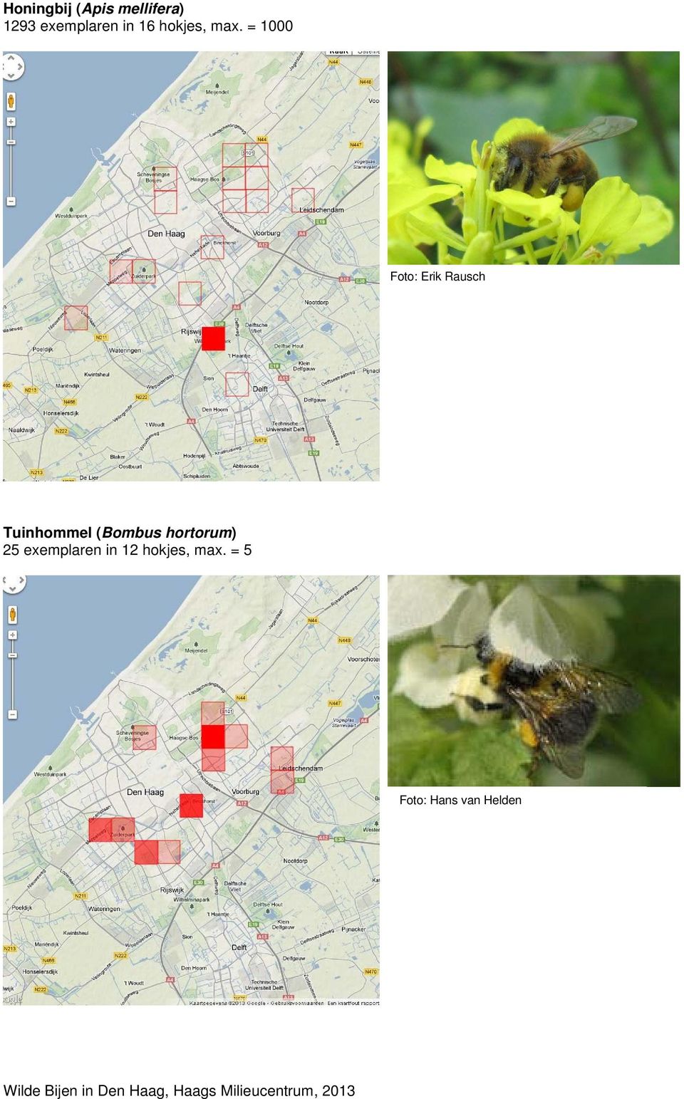 = 1000 Foto: Erik Rausch Tuinhommel (Bombus