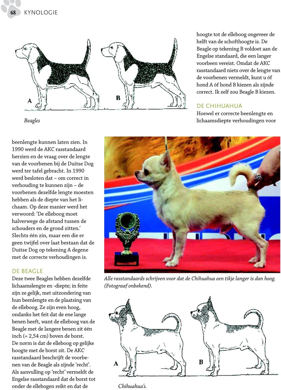 Beagles DE CHIHUAHUA Hoewel er correcte beenlengte en lichaamsdiepte verhoudingen voor beenlengte kunnen laten zien.