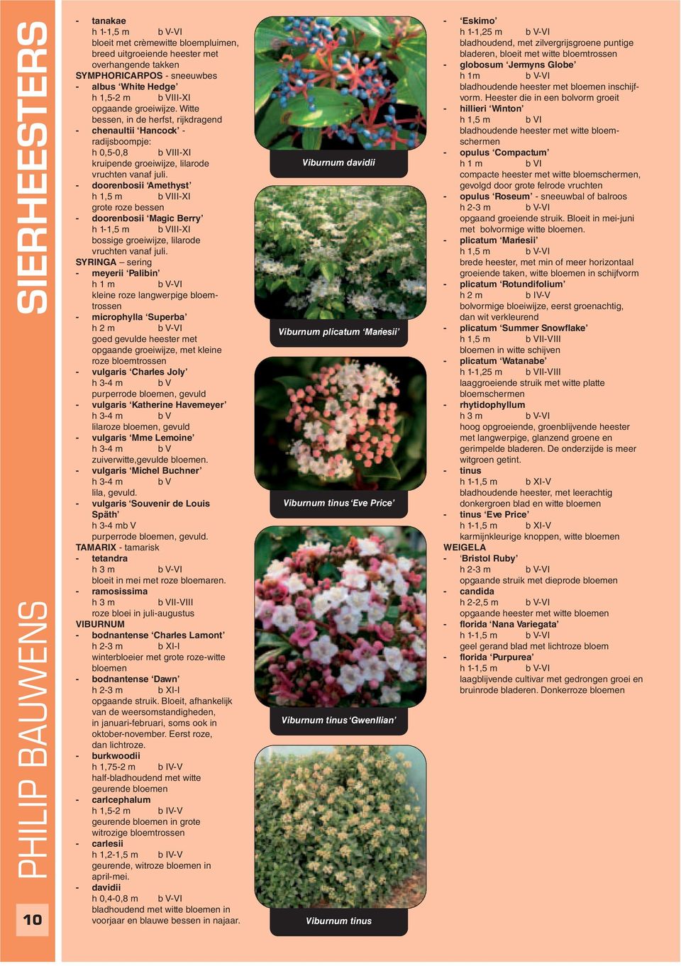 - doorenbosii Amethyst h 1,5 m b VIII-XI grote roze bessen - doorenbosii Magic Berry h 1-1,5 m b VIII-XI bossige groeiwijze, lilarode vruchten vanaf juli.