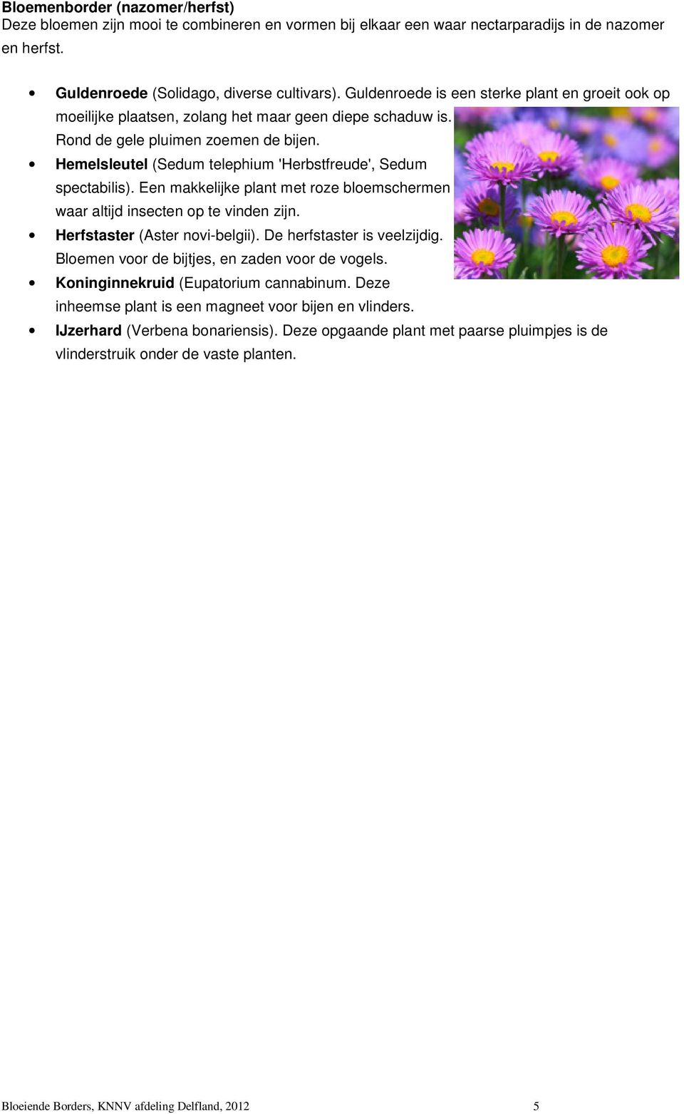 Hemelsleutel (Sedum telephium 'Herbstfreude', Sedum spectabilis). Een makkelijke plant met roze bloemschermen waar altijd insecten op te vinden zijn. Herfstaster (Aster novi-belgii).