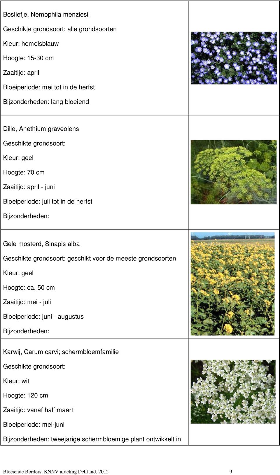 grondsoort: geschikt voor de meeste grondsoorten Kleur: geel Hoogte: ca.