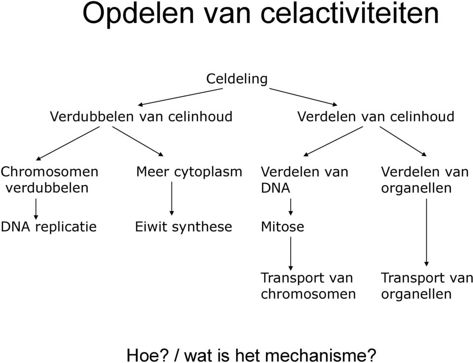 van DNA Verdelen van organellen DNA replicatie Eiwit synthese Mitose