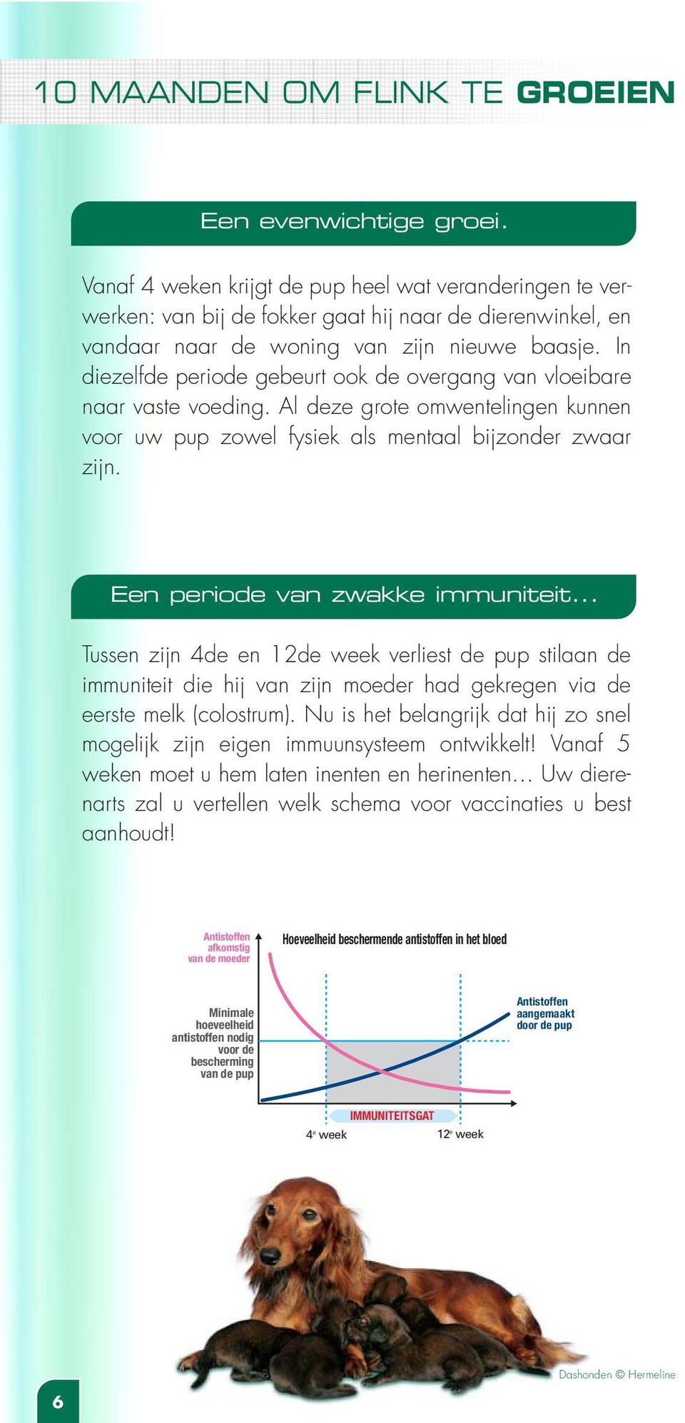 In diezelfde periode gebeurt ook de overgang van vloeibare naar vaste voeding. Al deze grote omwentelingen kunnen voor uw pup zowel fysiek als mentaal bijzonder zwaar zijn.