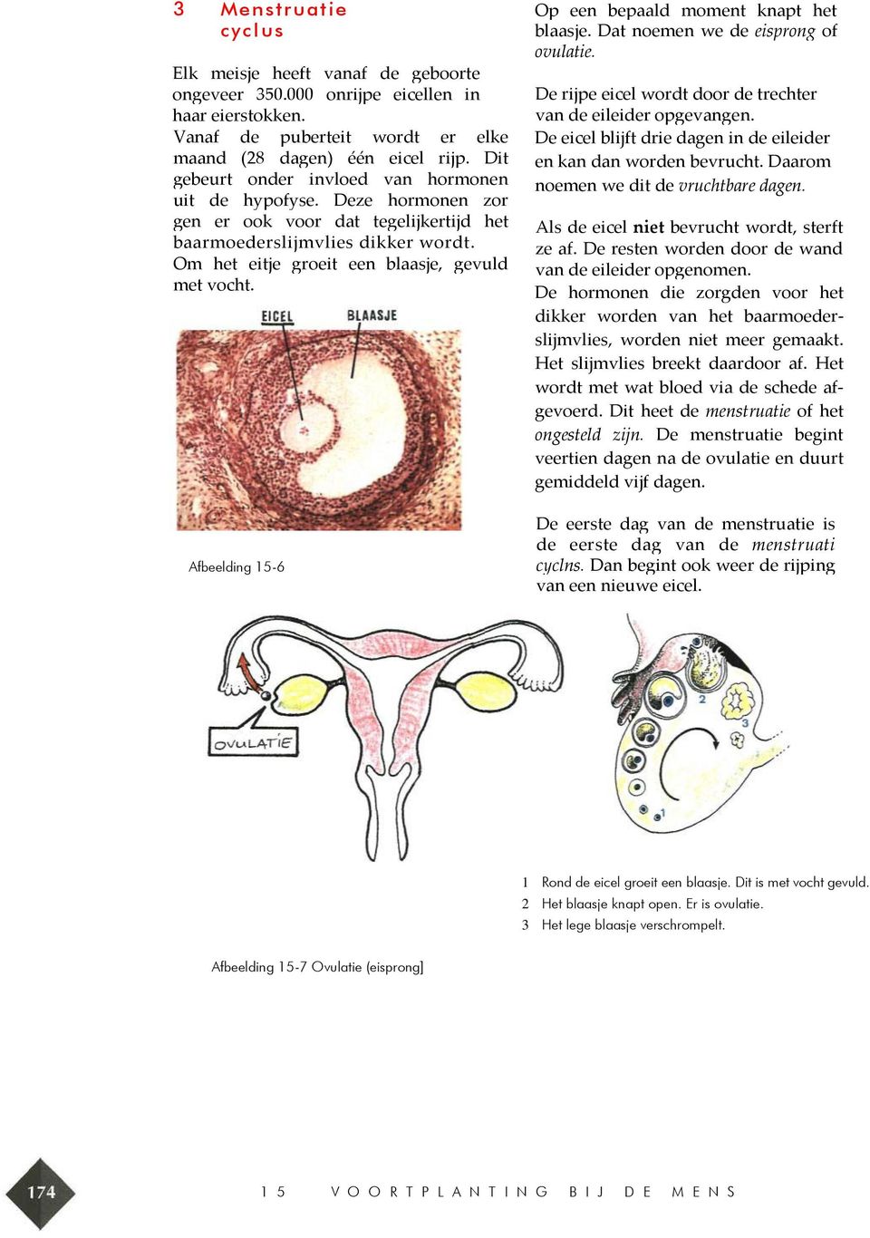 Afbeelding 15-6 Op een bepaald moment knapt het blaasje. Dat noemen we de eisprong of ovulatie. De rijpe eicel wordt door de trechter van de eileider opgevangen.