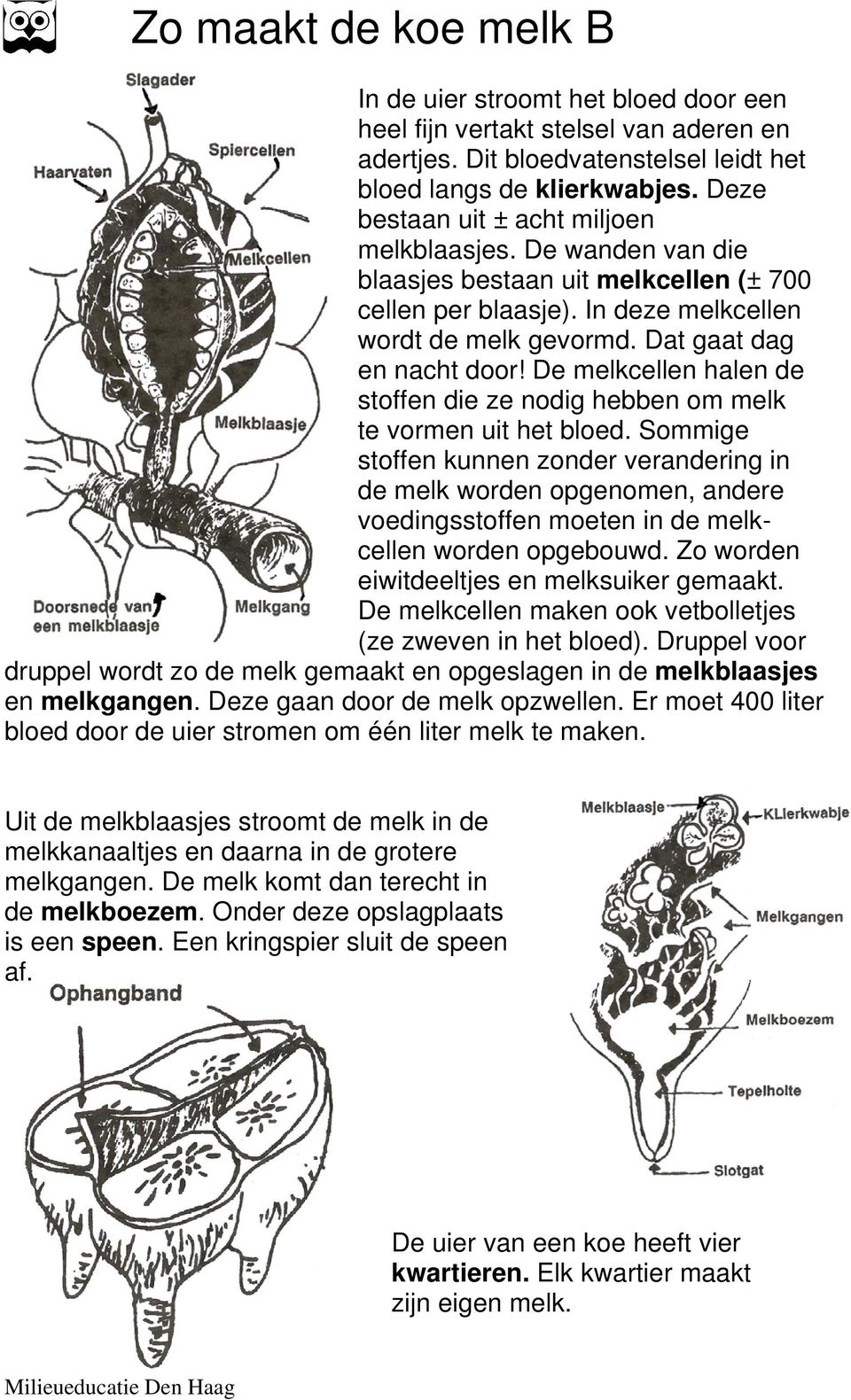 De melkcellen halen de stoffen die ze nodig hebben om melk te vormen uit het bloed.