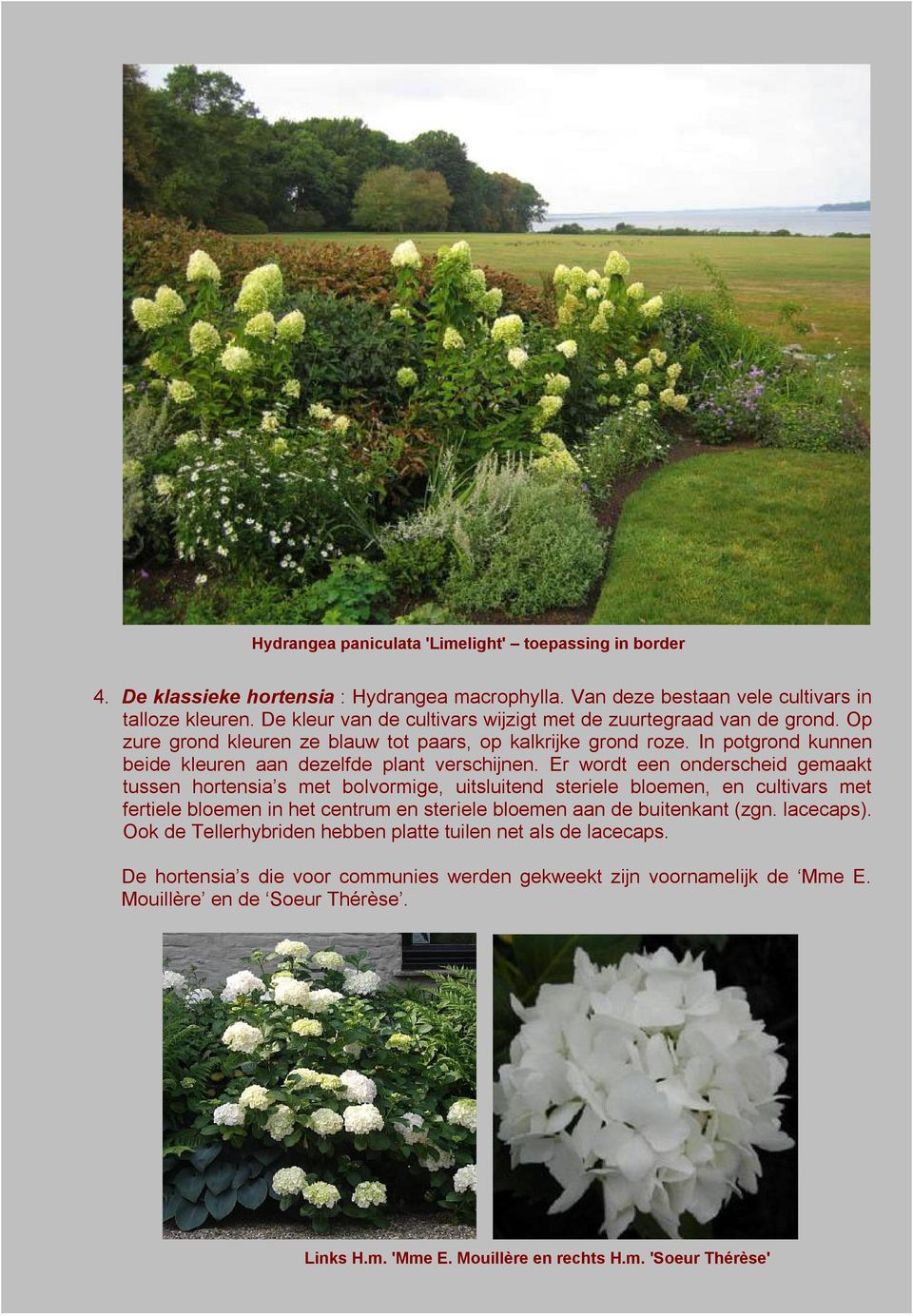 Er wordt een onderscheid gemaakt tussen hortensia s met bolvormige, uitsluitend steriele bloemen, en cultivars met fertiele bloemen in het centrum en steriele bloemen aan de buitenkant (zgn.