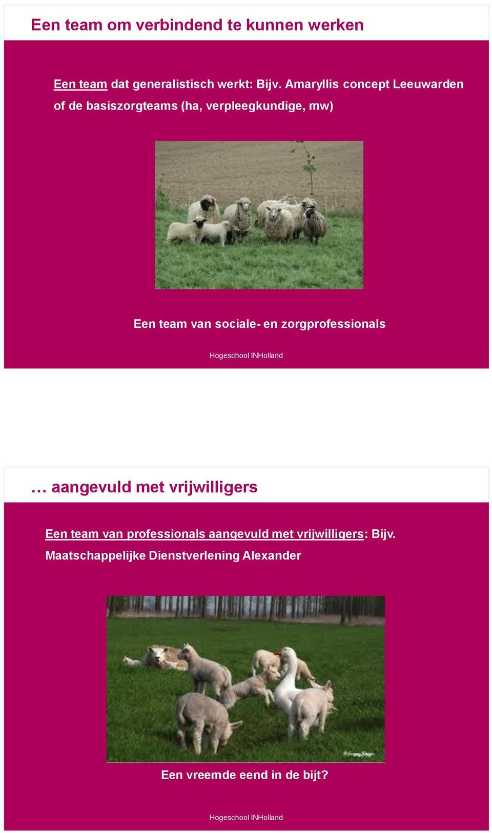 Amaryllis concept Leeuwarden of de basiszorgteams (ha, verpleegkundige, mw) Een team van sociale-
