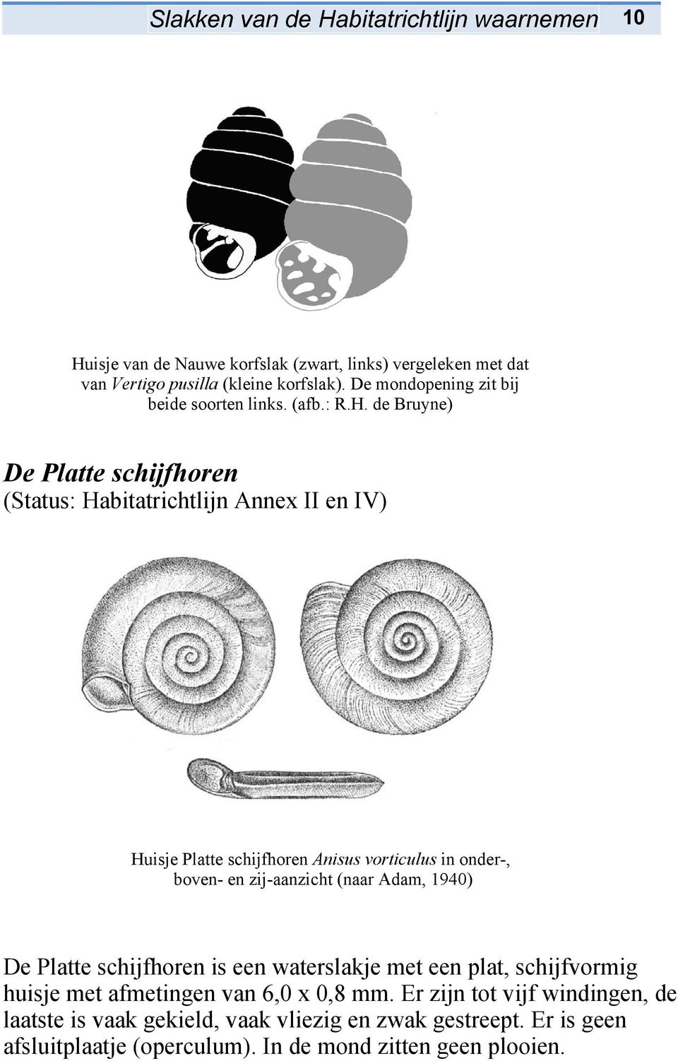 de Bruyne) De Platte schijfhoren (Status: Habitatrichtlijn Annex II en IV) Huisje Platte schijfhoren Anisus vorticulus in onder-, boven- en zij-aanzicht (naar