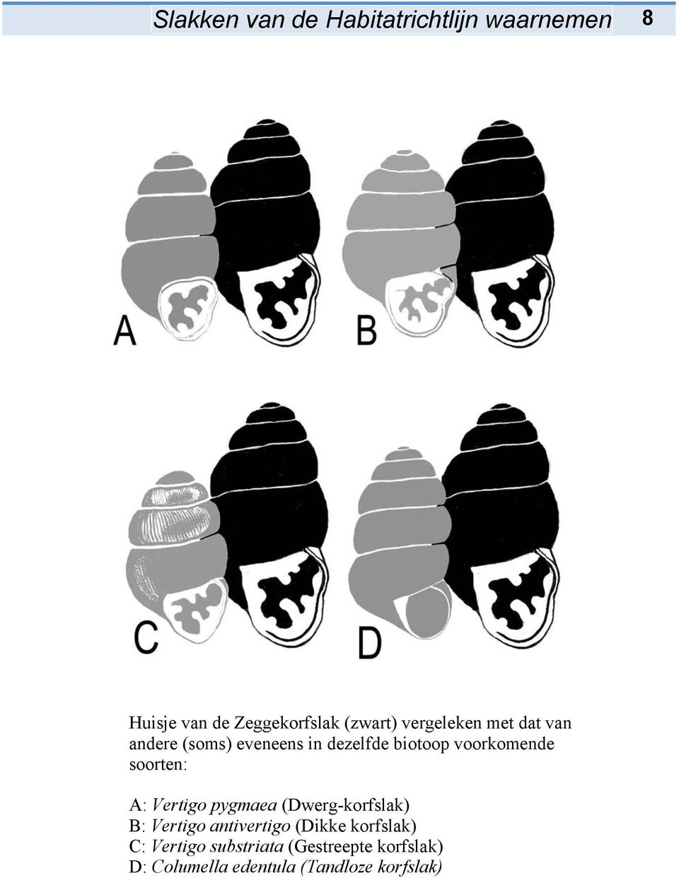soorten: A: Vertigo pygmaea (Dwerg-korfslak) B: Vertigo antivertigo (Dikke